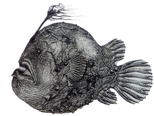 Himantolophus groenlandicus_claves.jpg